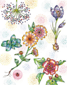 ハーブの草花のイラスト