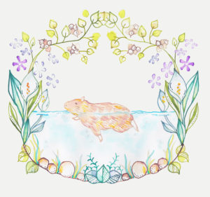 池で泳ぐカピバラのイラスト